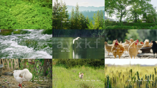 ssd4867-别打扰我种田 内容图1 一个实时收录全网最齐全的短视频短剧网剧小剧场的网站! ssd4867-别打扰我种田 最新 图1张